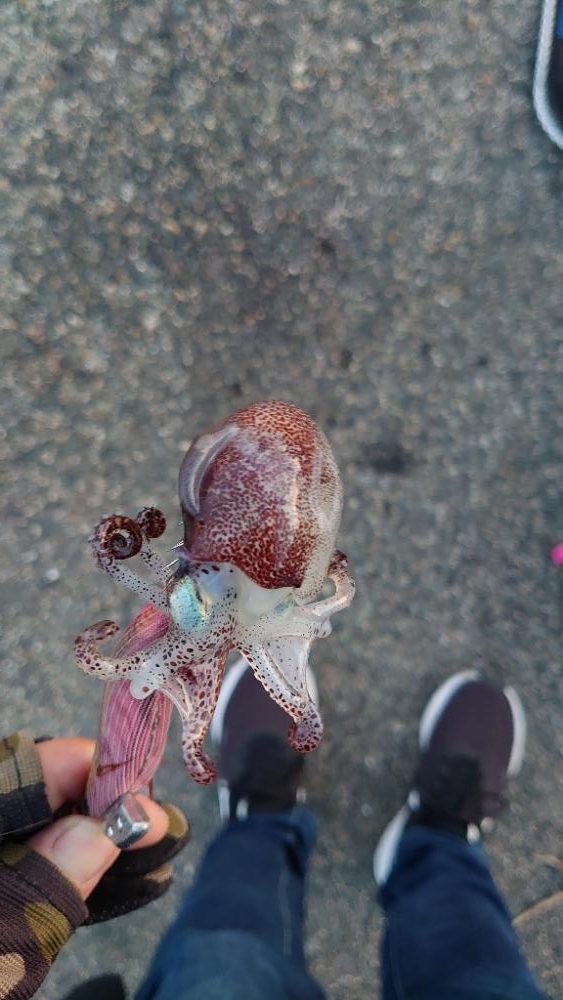 コウイカエギング