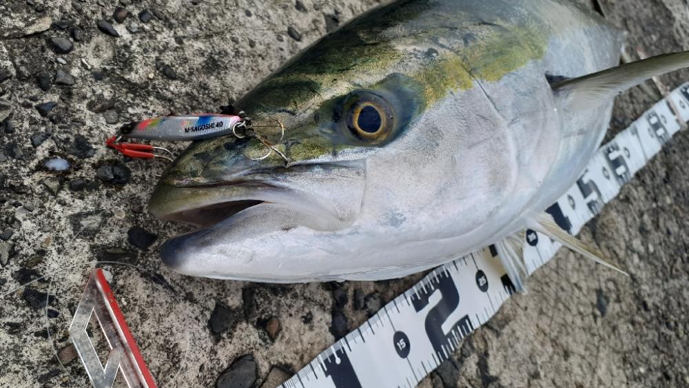 またブリった!2連勝