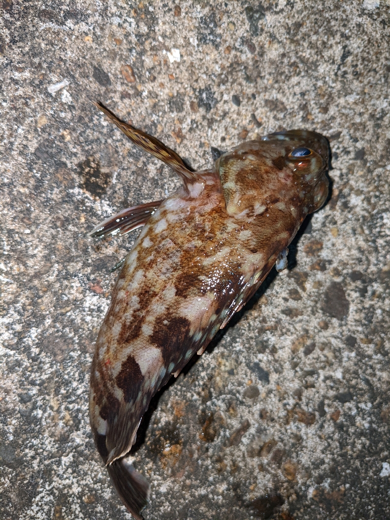 ちびっ子まつり