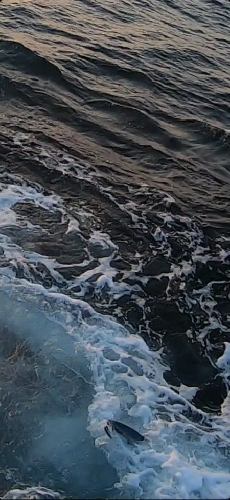 ロッキーショアフィッシング