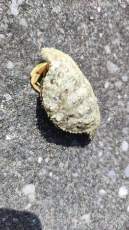 与根新漁港でぶっこみ釣り