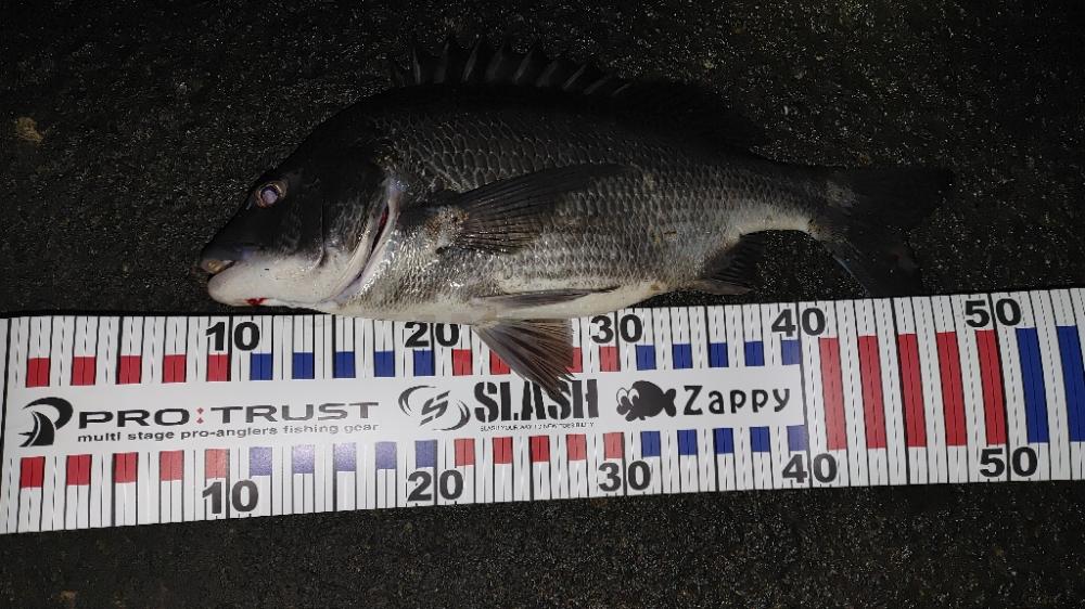 シーバス気配なし