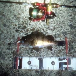 メバリングでオコゼ