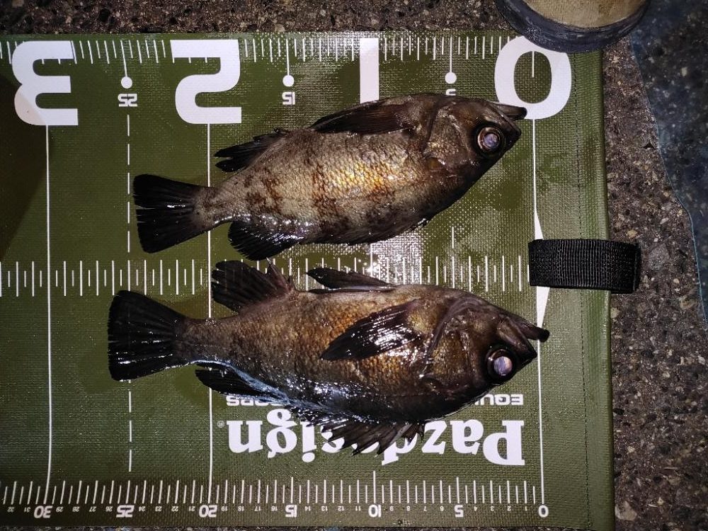 ボートメバリング@神戸