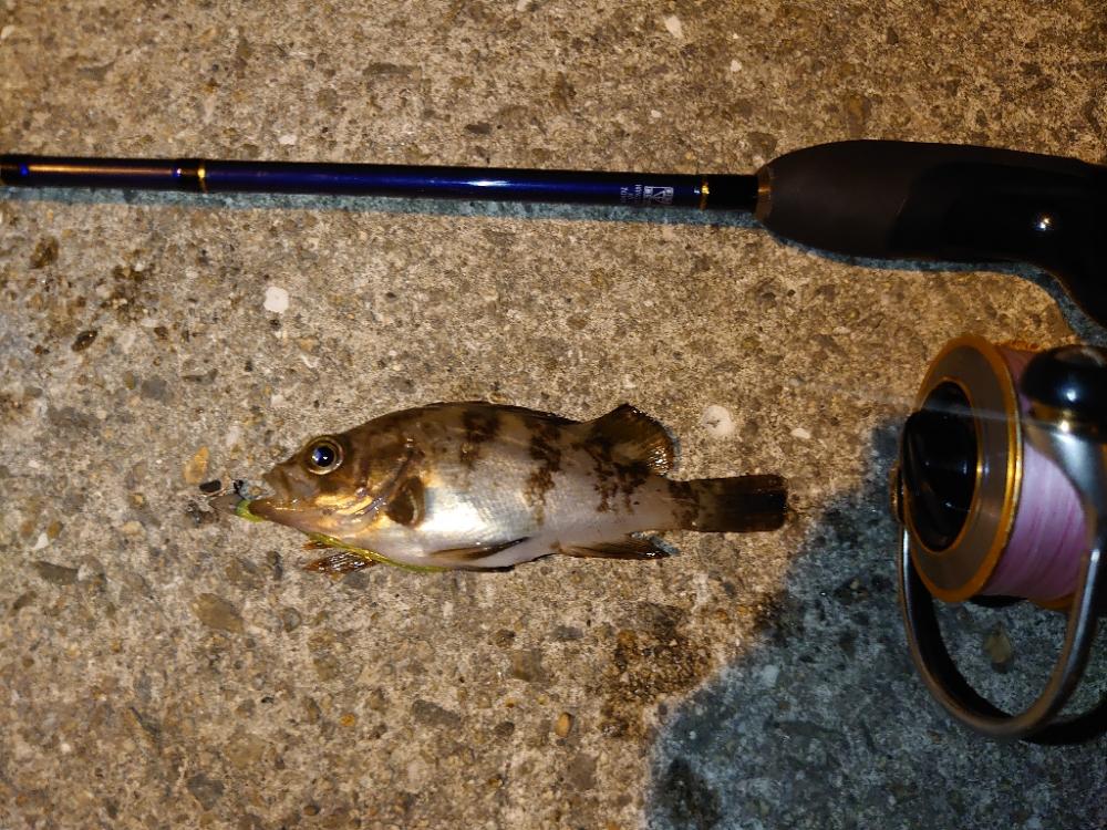 懲りずにメバリング