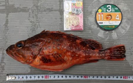 根魚五目釣り！