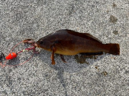 良型クジメが足元で