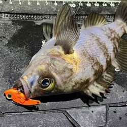 姫路メバリング春の高活性!