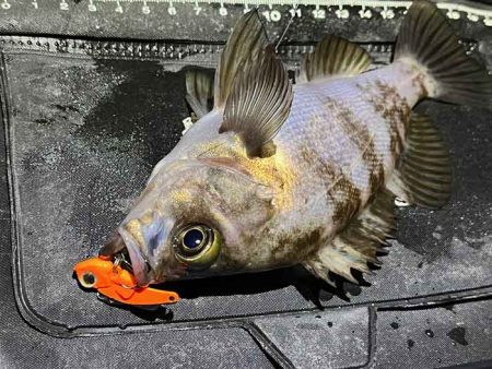 姫路メバリング春の高活性!