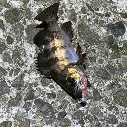 姫路メバリング低活性！