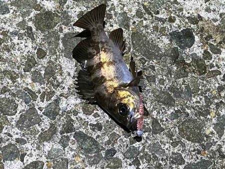 姫路メバリング低活性！