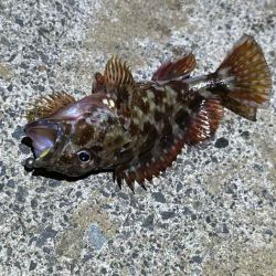 鳥取で軽量ジグ単アジング