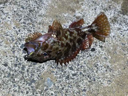鳥取で軽量ジグ単アジング