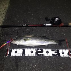 久しぶりの投稿。。。