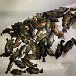 ボートメバリング