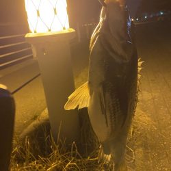 ヘチってきました