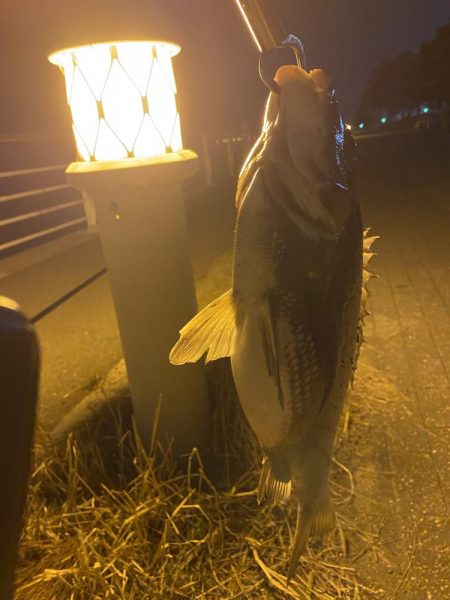 ヘチってきました