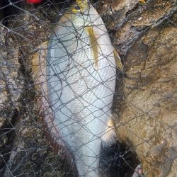 和歌山大引の磯でフカセ釣り