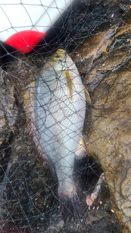 和歌山大引の磯でフカセ釣り