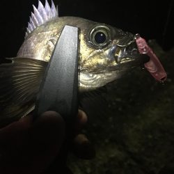 たかたか釣り日記