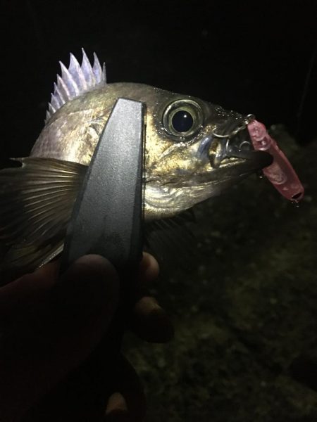 たかたか釣り日記