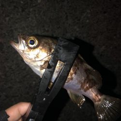 月下美人の鮭フレークカラーで、、