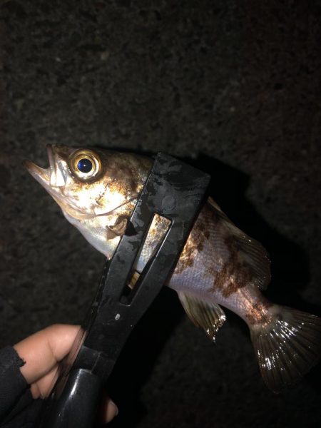 月下美人の鮭フレークカラーで、、