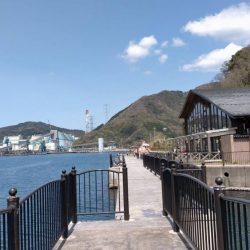 アジはいなかったけど