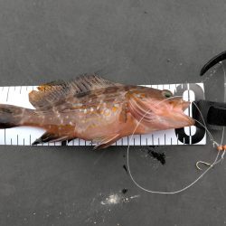 今季のオープン日に行きました