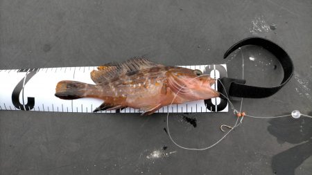 今季のオープン日に行きました