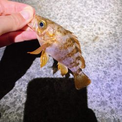 新竿投入し、自己記録更新！