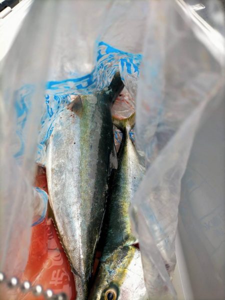 ショアジギング