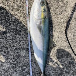 西宮でケーソン　ブリ上がりました