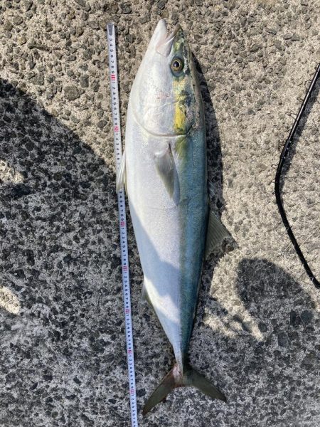 西宮でケーソン　ブリ上がりました