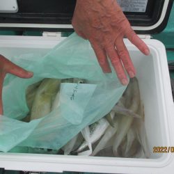 ヤリイカ20～30杯　スルメイカ5杯