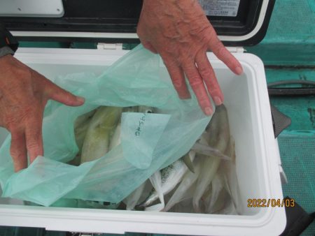 ヤリイカ20～30杯　スルメイカ5杯