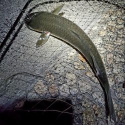 レバーブレーキルアーフィッシング②