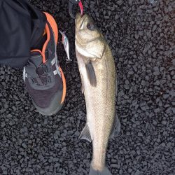 朝の30分パトロールでの釣果