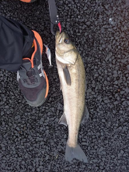 朝の30分パトロールでの釣果