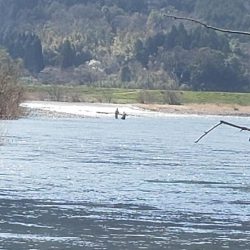 サクラ咲きませんでした