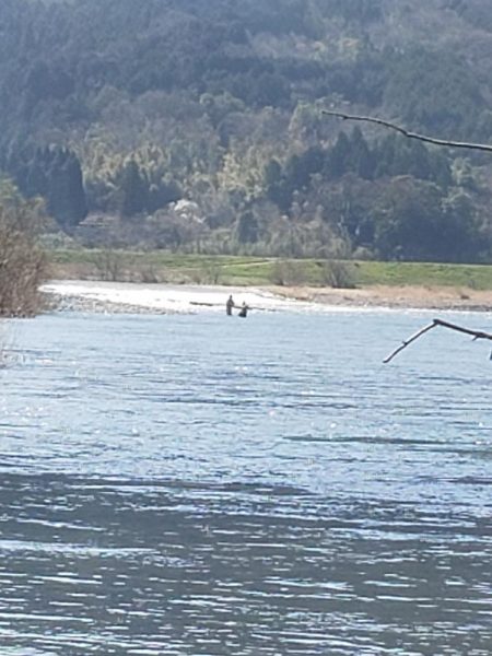 サクラ咲きませんでした