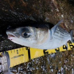 プチsalt water game