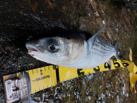 プチsalt water game