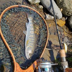 綺麗なアマゴがヒット