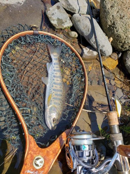 綺麗なアマゴがヒット