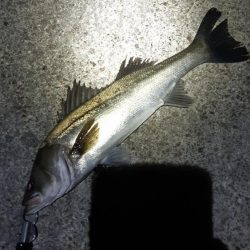 今日も行ってきました！