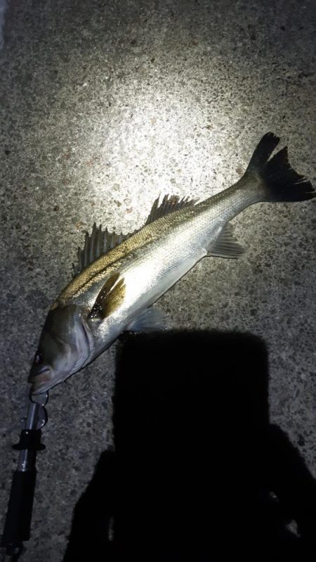 今日も行ってきました！