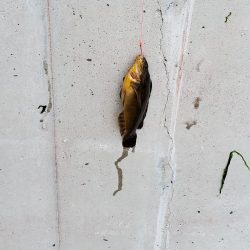 カレイ釣りたかった