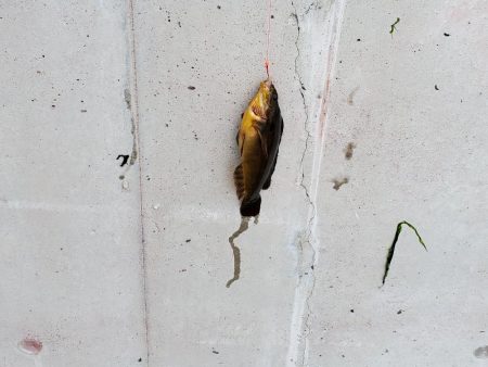 カレイ釣りたかった