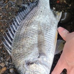 マゴチビとチビレ